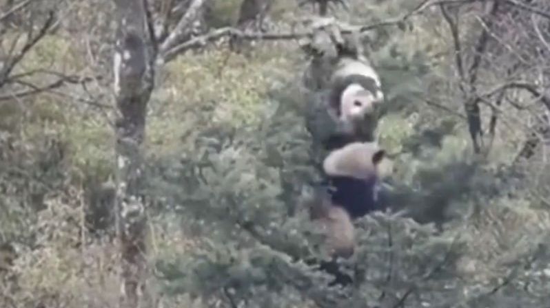 Pandy se porvaly na stromě kvůli páření