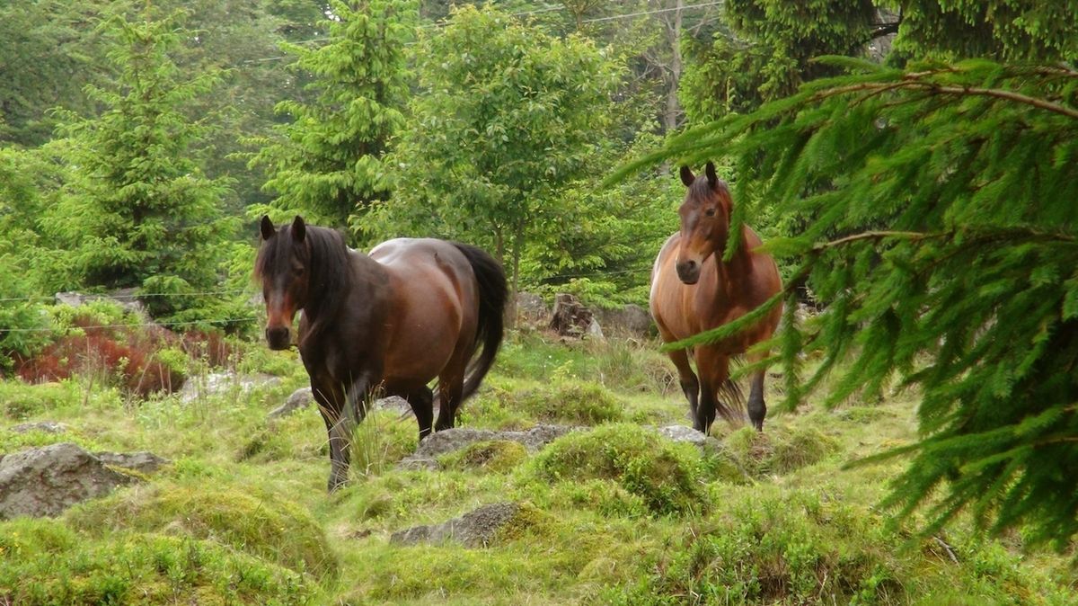 Ženu na jižním Plzeňsku pošlapali koně, utrpěla vážné zranění