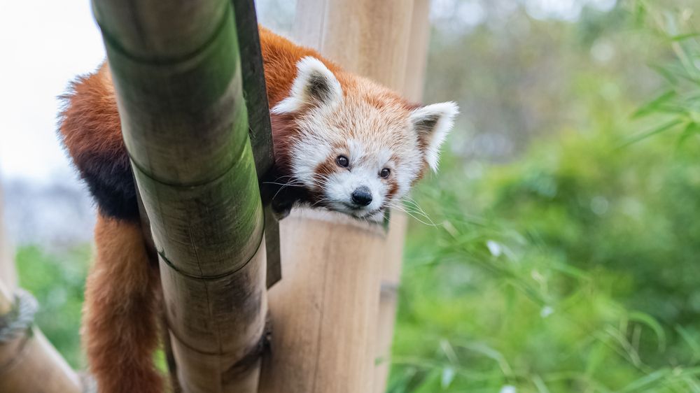 Panda červená (ilustrační foto).