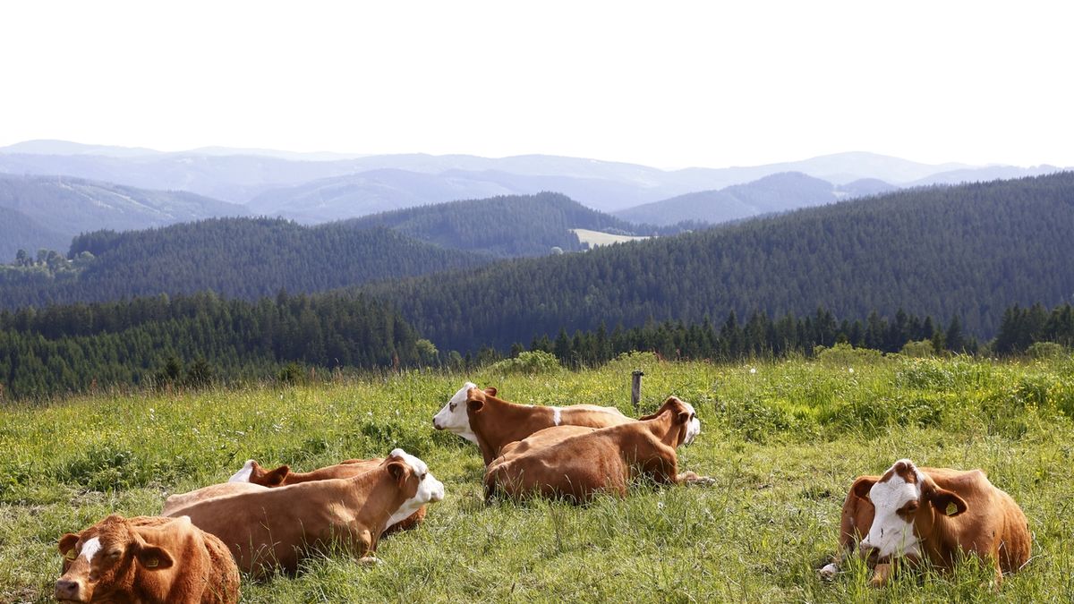 Irští farmáři tvrdí, že musí kvůli klimatickým cílům vybíjet krávy