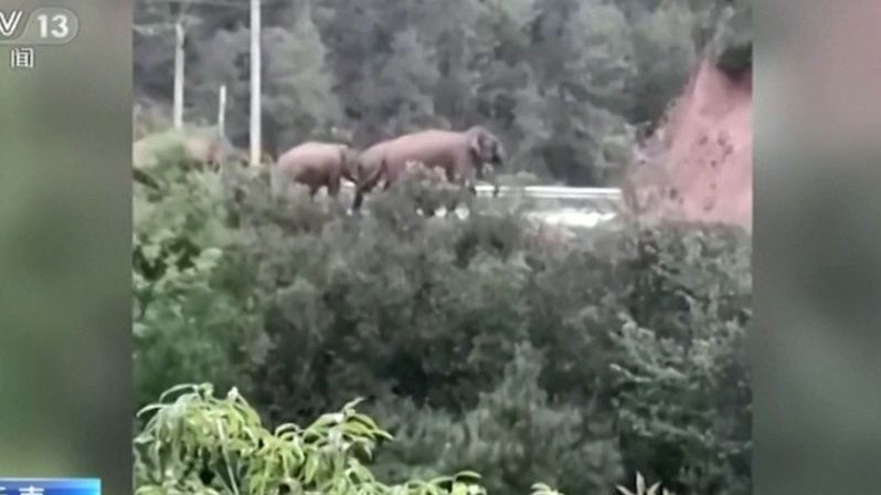 Stádo slonů se neznámo proč vydalo na 500 kilometrů dlouhý pochod. Blíží se k velkoměstu
