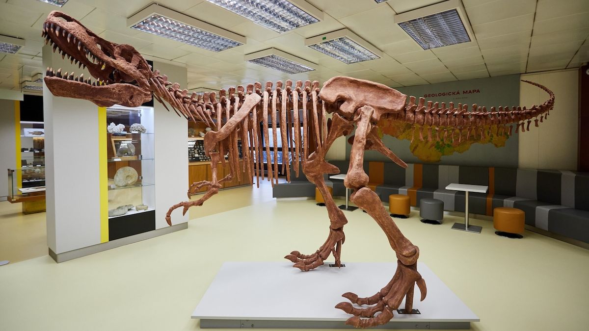 VŠB-TUO má nový model kostry tyranosaura pro výuku