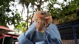 Uhynul krysí hrdina, který v Kambodži vyčenichal přes stovku nášlapných min