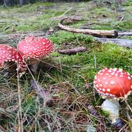 Muchomůrka červená (Amanita muscaria) patří k nejznámějším jedovatým houbám.