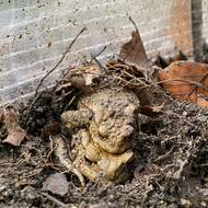 Sbírání žab se děje ve dne v noci.