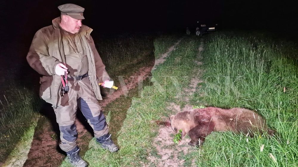 Vrah, nebo hrdina? Slovenský poslanec zastřelil medvědici