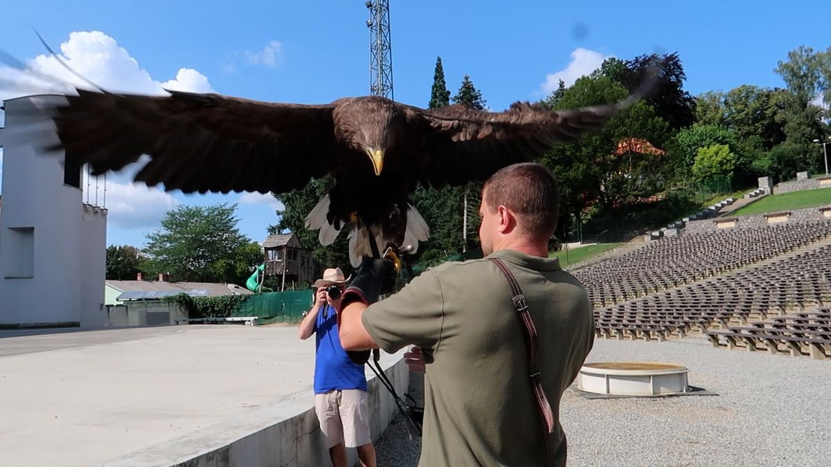 Sokolníkem na plný úvazek. Se štípanci a drápanci se musí počítat