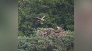Po 30 letech se v Podyjí vylíhla mláďata orla mořského. Hnízdo mají na staré borovici