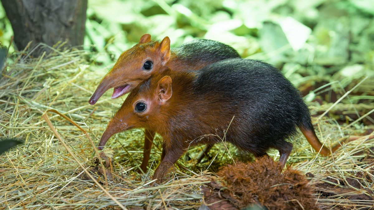 Pražská zoo jako první v republice odchovala bércouny Petersovy