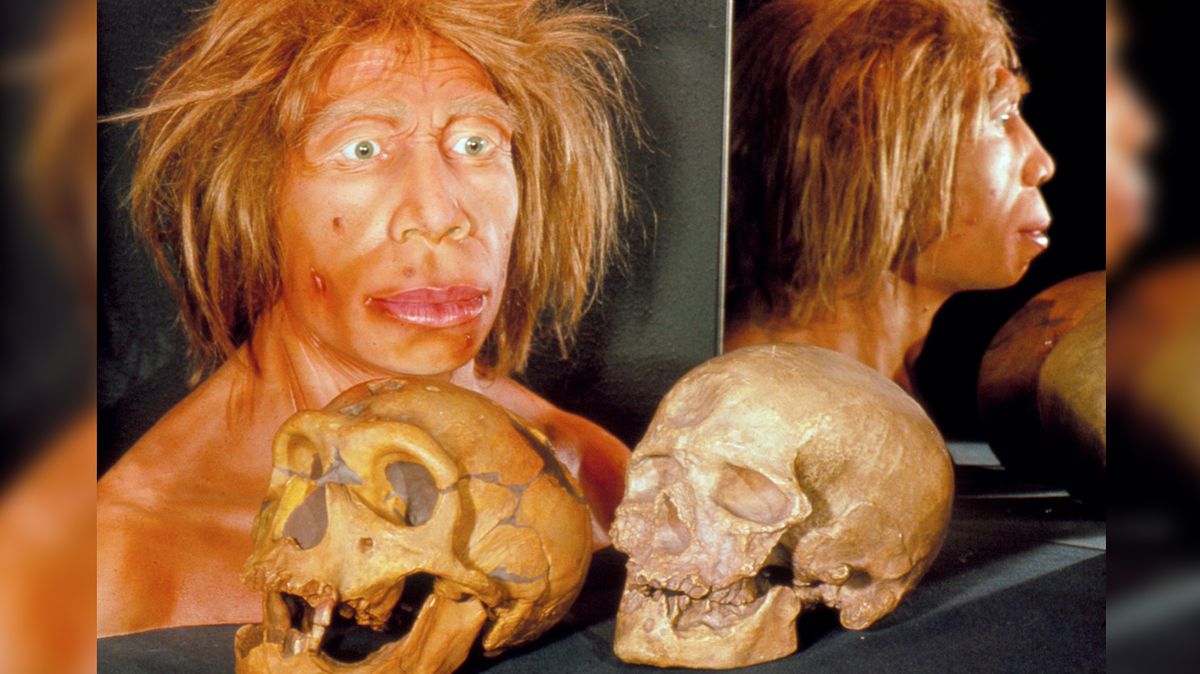 Srovnání koster lebky neandertálce (vlevo) a moderního člověka. Na snímku vidíme i vizualizaci podoby neandertálské ženy.