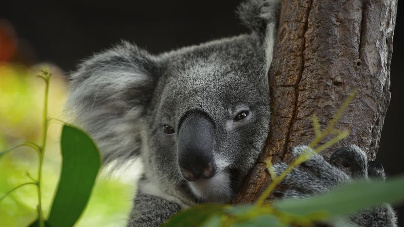 Koala může s protézou šplhat po stromech, ošetřovatelka brečela štěstím