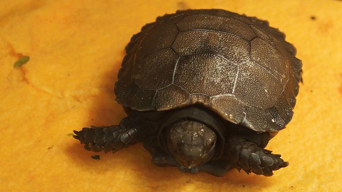 První mládě želvy mohutné ve zlínské zoo je světovým unikátem