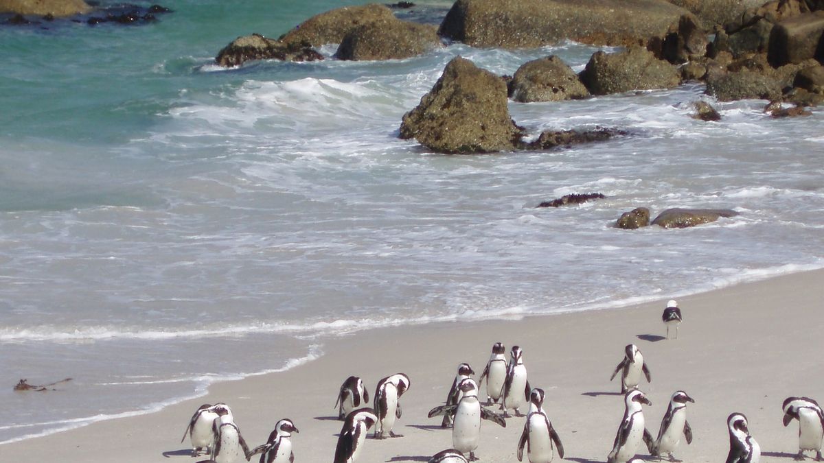 Tučňáci na pláži u městečka Boulders jsou známou aktrakcí.