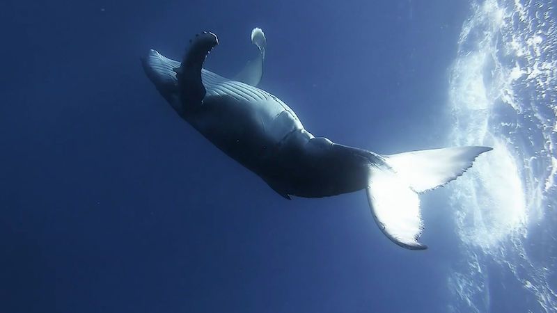 Když velryby tančí. Fotograf natočil keporkaky při dovádění v moři