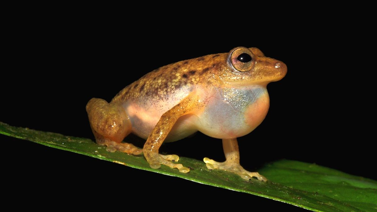 Češi popsali nový rod žáby z Konga