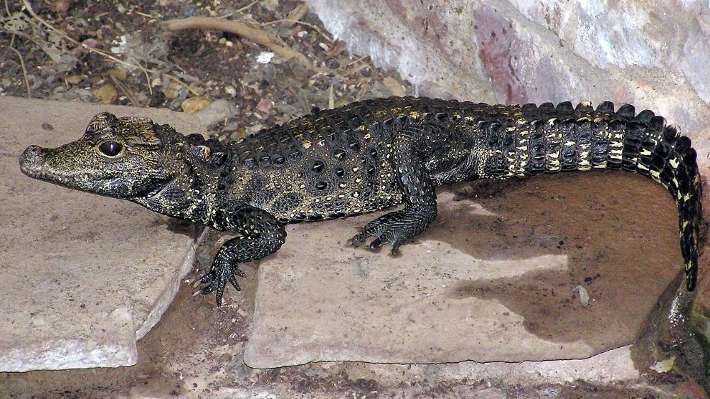 Zmizení krokodýla v Ostravě nahlásil majitel po dvou dnech
