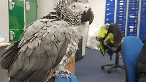Ztraceného papouška našli na stanici metra, od té doby opakuje tamní hlášení