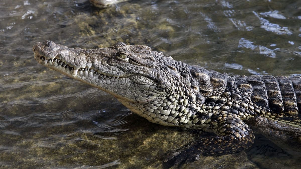 Podmínky pro chov hadů či krokodýlů se zpřísní