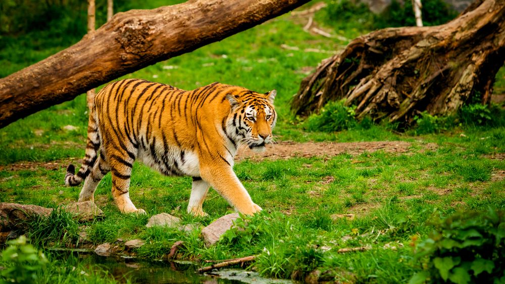 Tygr v chilském safari parku napadl mladou ošetřovatelku, na místě zemřela