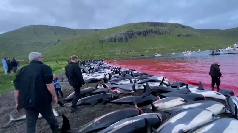 Pláže plné podřezaných delfínů. Záběry tradičního lovu na Faerských ostrovech budí odpor