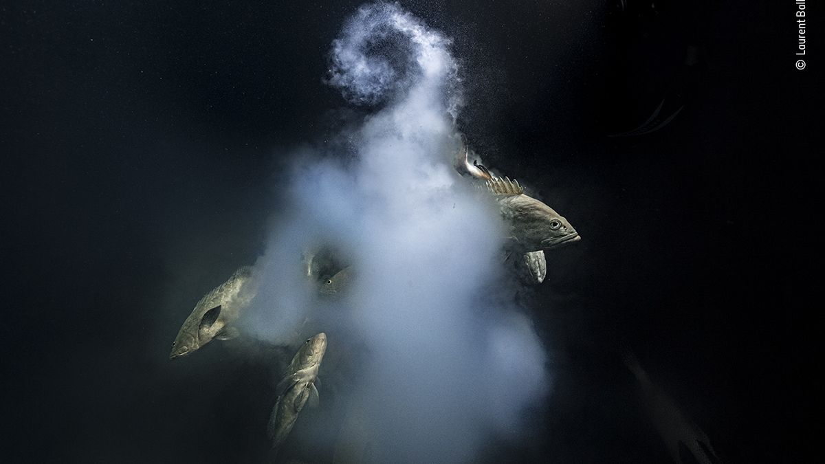 Stvoření – vítěz kategorie Pod vodou a Absolutní vítěz: Vítězný snímek zachycuje tření kaniců mramorovaných v laguně ostrova Fakarava ve Francouzské Polynésii.