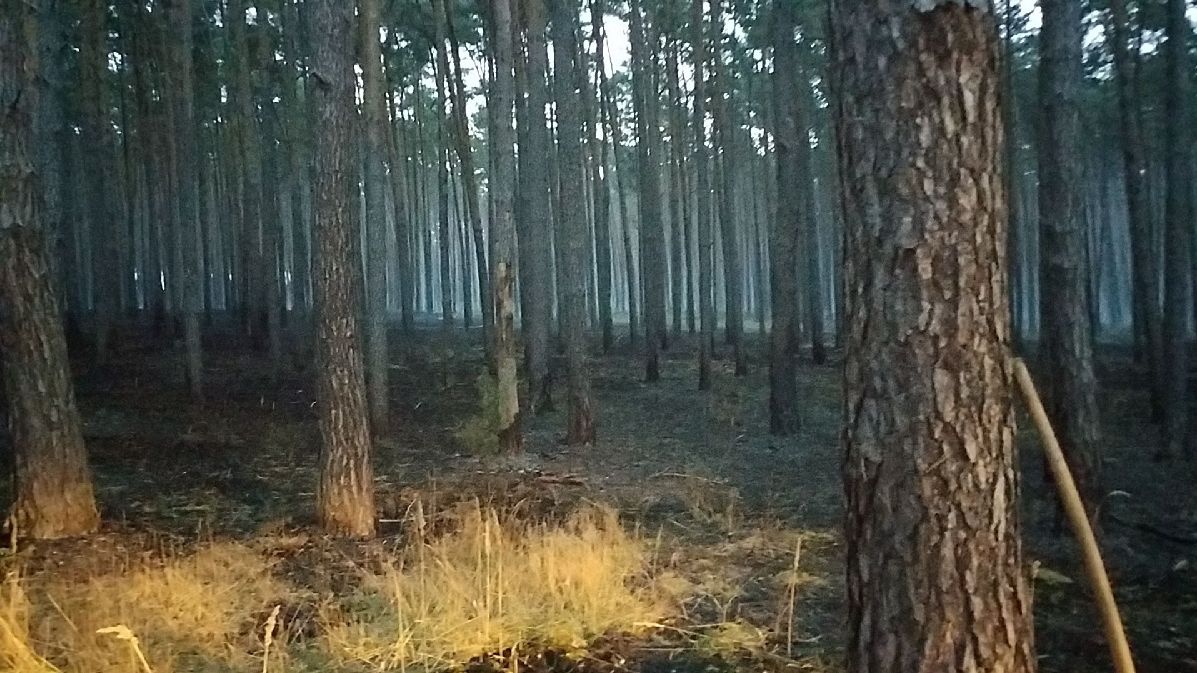 Plameny zasáhly na Hodonínsku plochu zhruba 10 hektarů lesa