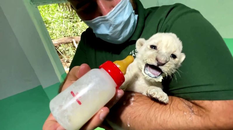 Ve španělské rezervaci se narodila vzácná mláďata bílého lva
