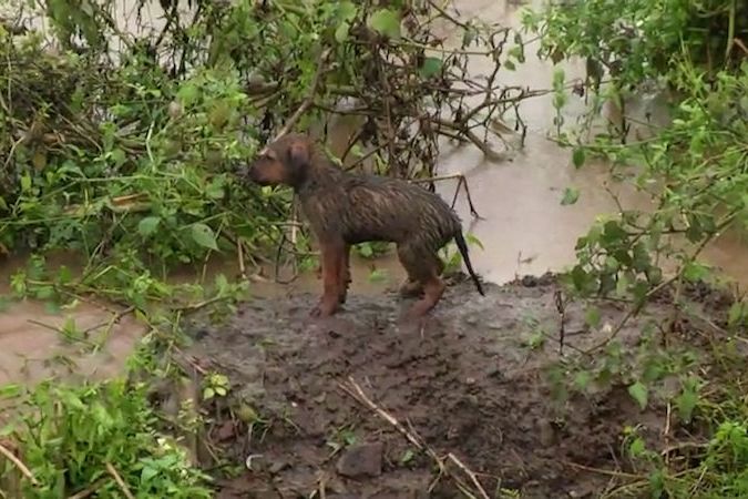 BEZ KOMENTÁŘE: Statečné štěně plavalo rozbouřenou řekou za svou matkou