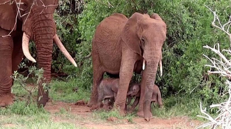 V keňském parku se narodila vzácná sloní dvojčata