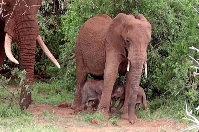 BEZ KOMENTÁŘE: V keňském safari parku se vzácně narodila sloní dvojčata