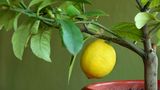 Jak si vypěstovat lahodné citrusy v květináči