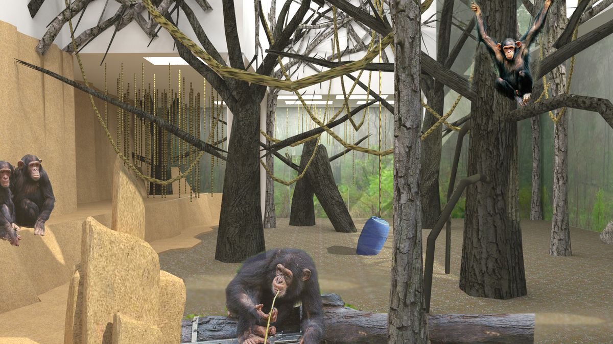 Projekt moderního šimpanzího pavilonu za sto milionů v brněnské zoo po šesti letech končí, dostanou jej paviáni