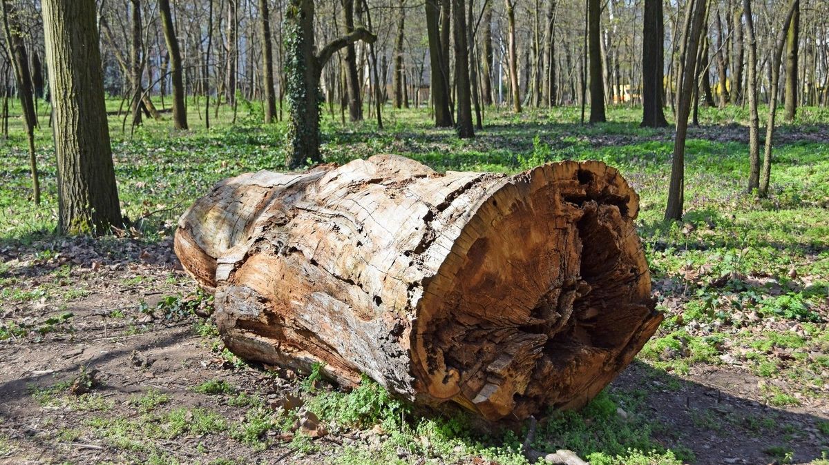 Traktor vláčel těžký kmen po asfaltu a ohrožoval auta v protisměru