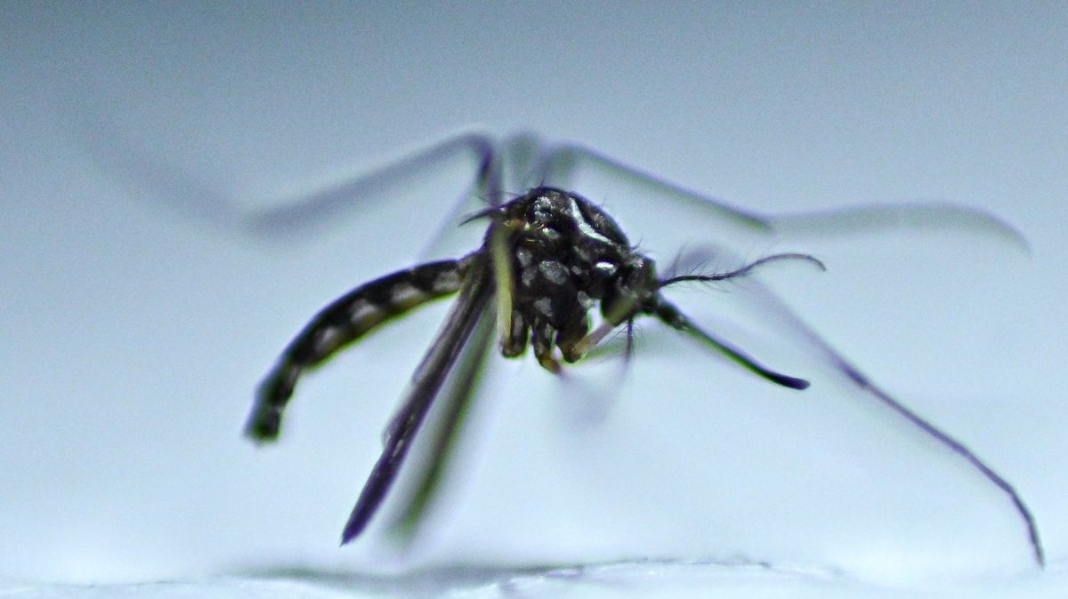 V Brazílii s nákazou horečky dengue bojují vypouštěním infikovaných komárů