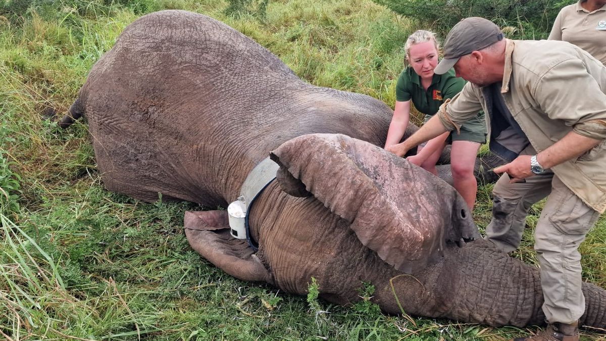 Čeští zoologové kroužkují tanzanské slony
