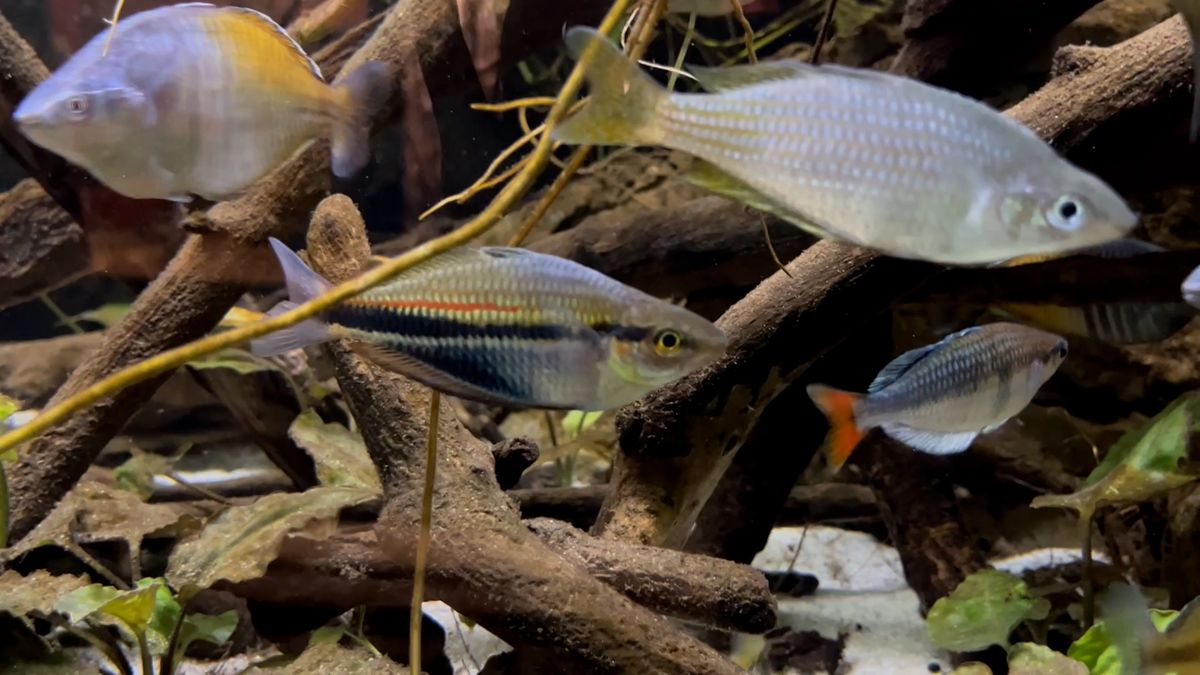 V brněnské zoo se poprvé rozmnožila mimořádně vzácná ryba z Nové Guineje