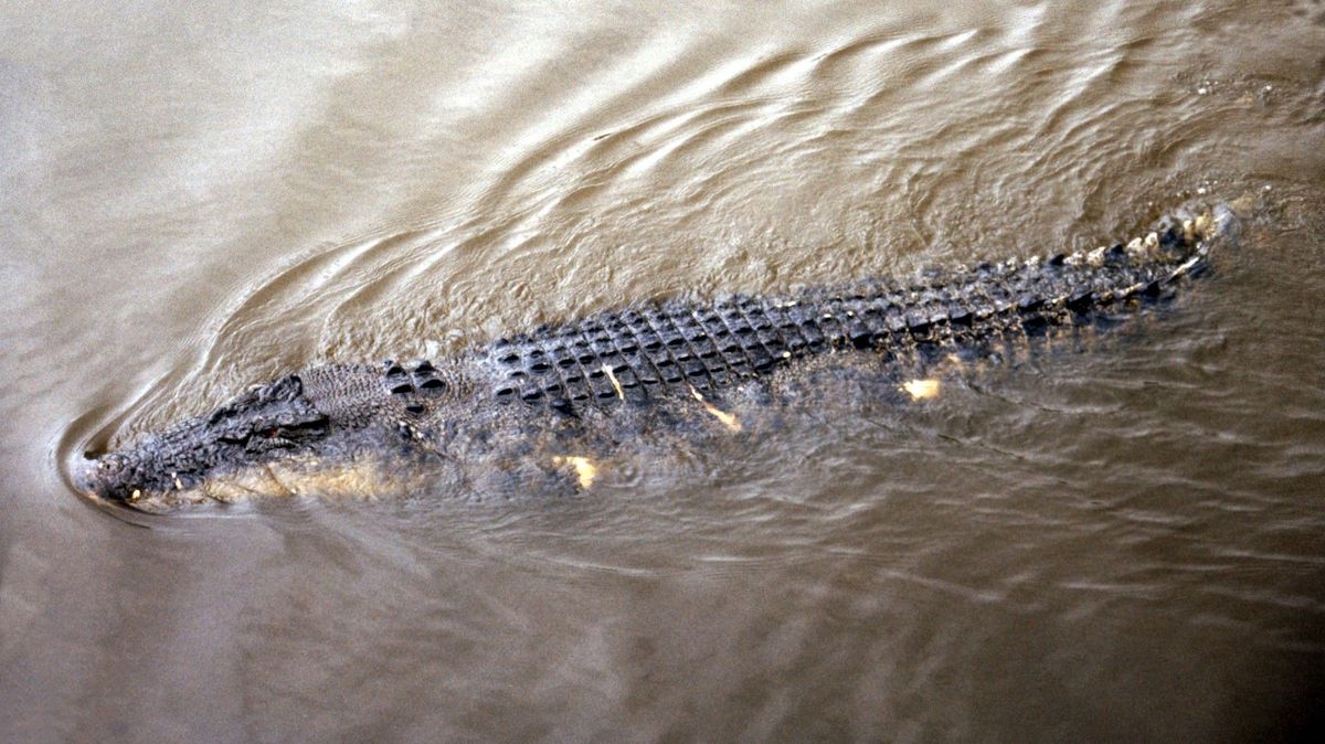 Krokodýl zabil dvanáctiletou dívku. Australští záchranáři našli její zohavené tělo po 36 hodinách pátrání