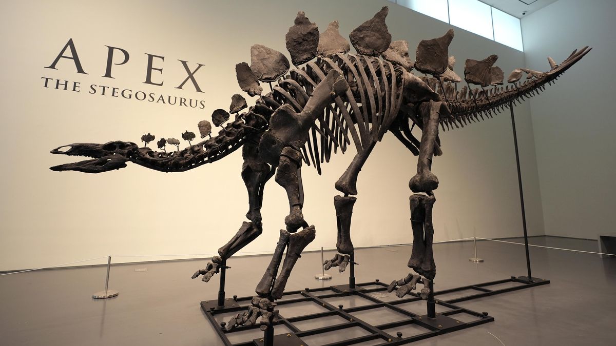Kostra stegosaura se vydražila za více než miliardu