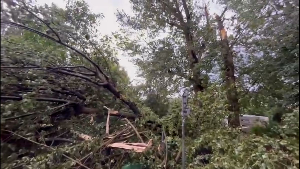 V pražském Braníku spadl strom na dvě osoby, mladý muž utrpěl velmi vážná zranění