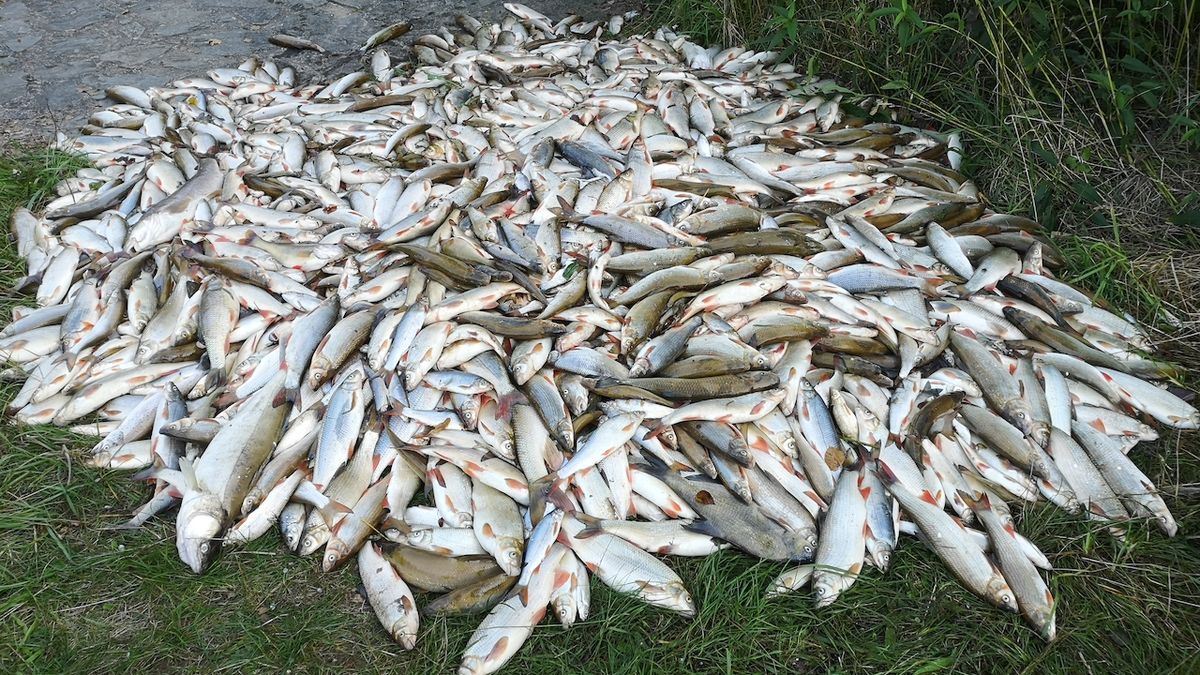 Kyanid zabil v Bečvě desítky tun ryb