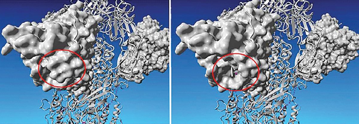 Vlevo starý typ, vpravo nový. Vědci objevili ve vyšetřovaných vzorcích nakažených covidem-19 novou mutaci viru SARS-CoV-2