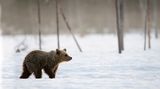 Rumunského lyžaře pronásledoval na sjezdovce medvěd