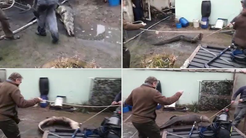 Krokodýl, který zaskočil hasiče v domku na Šumpersku, tam nejspíš bude bydlet dál