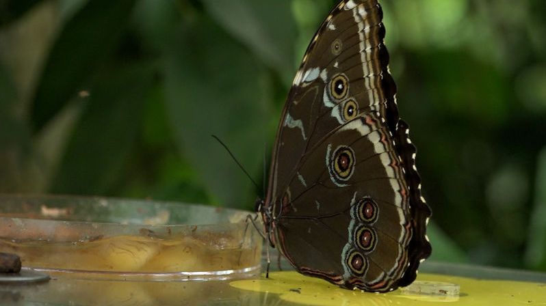 V Praze po roční pauze začíná výstava jedovatých motýlů