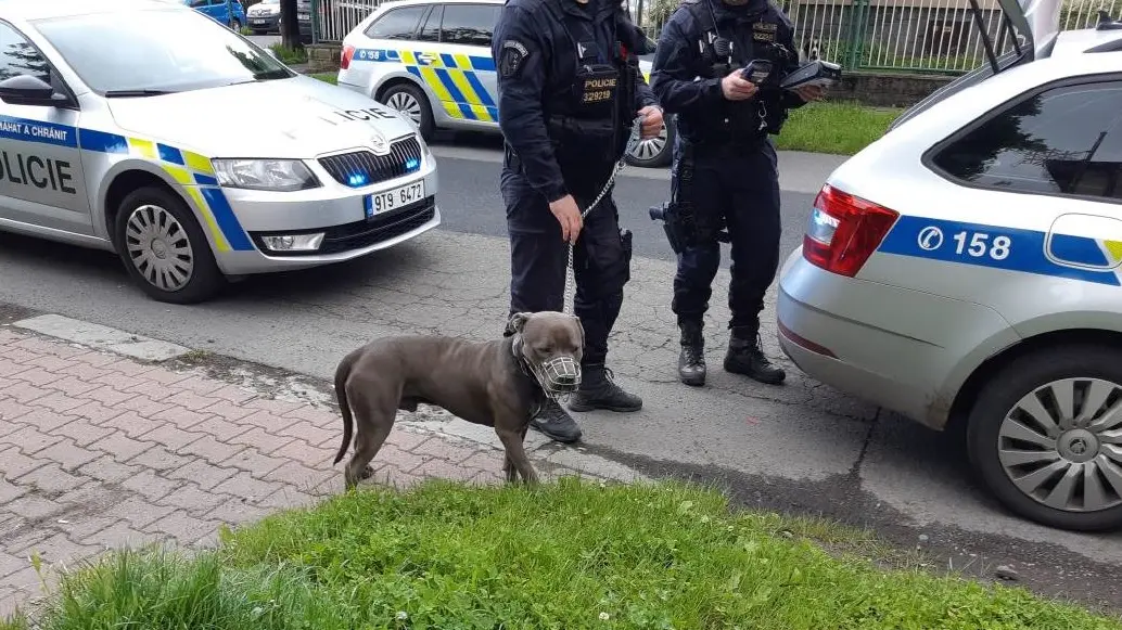 Pes, který podle policie pokousal dítě na zahrádce.