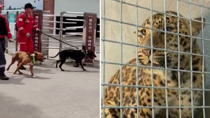 Z čínské zoo utekli levharti. Dva se podařilo chytit, třetí je stále na útěku