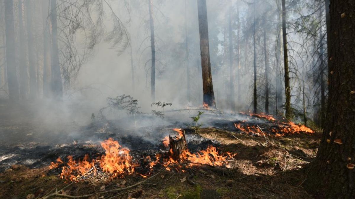 Požár lesa v Českém Švýcarsku dostali hasiči pod kontrolu