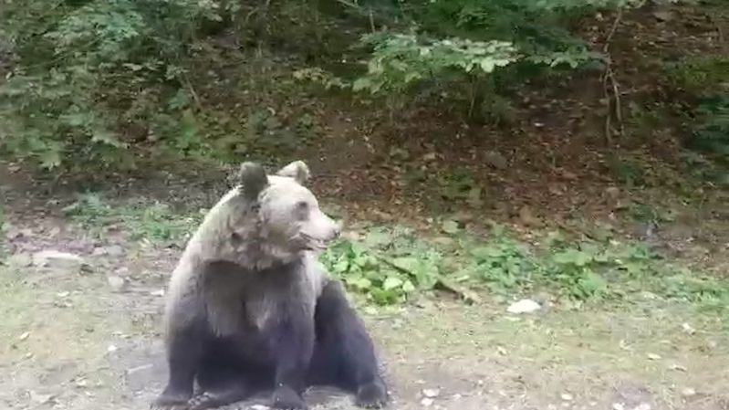 Záběry medvěda, které zalarmovaly policii u Prahy, byly natočeny jinde
