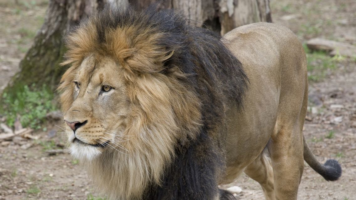 Lvi a tygři ve washingtonské zoo onemocněli covidem, musí je krmit dětskou výživou