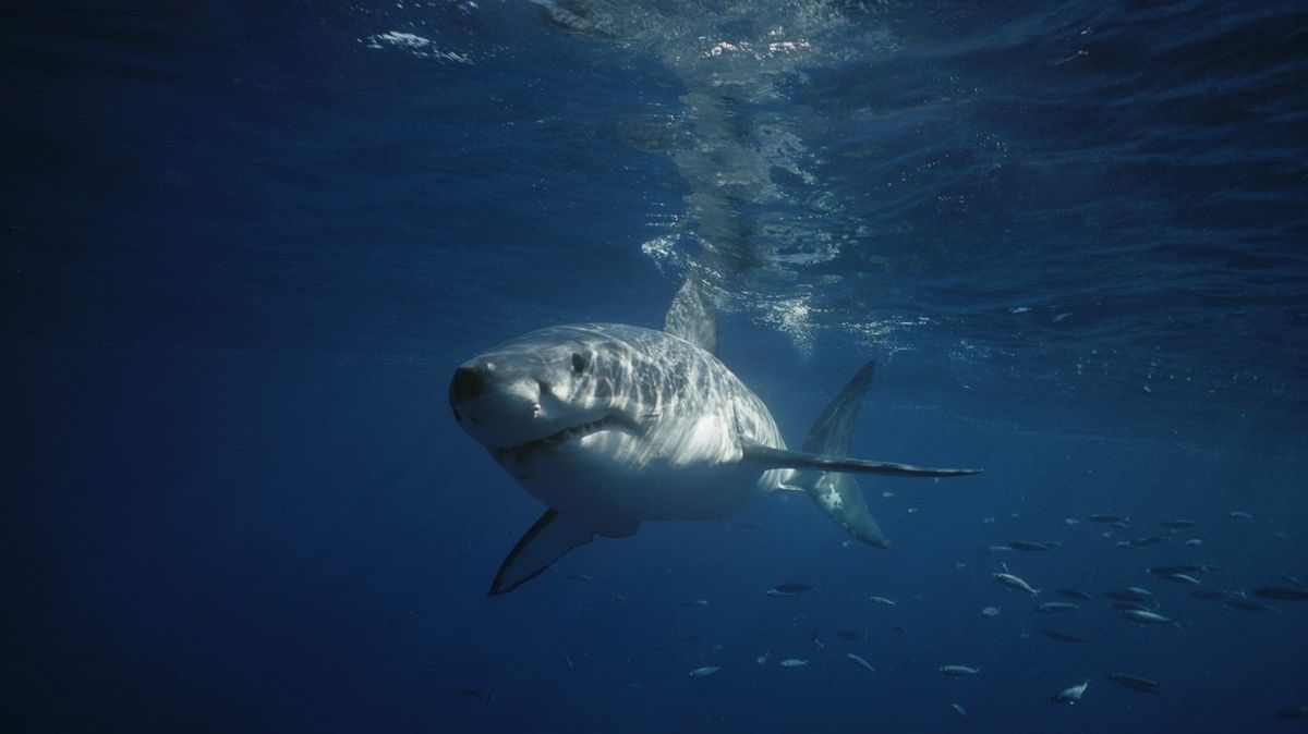 Potápěč natočil žraloka bílého s obrovskými šrámy po celém těle